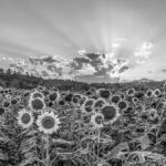 Pourquoi Endlex choisit de collaborer avec JuriGlobal : flexibilité, rigueur et crédibilité