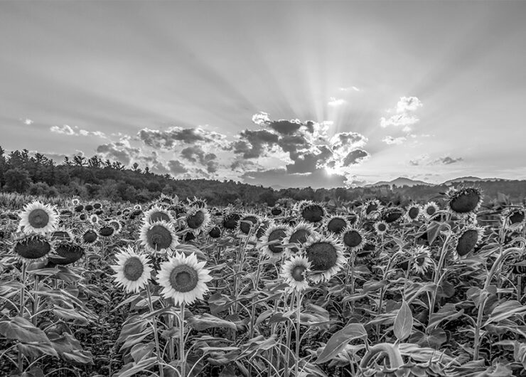 Image pour Endlex V1